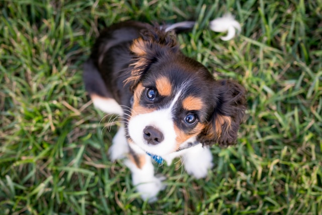 Dog on the grass